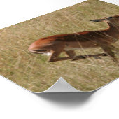 Thompson-Gazelle Poster (Ecke)