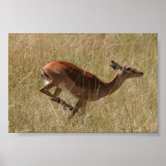 Thompson-Gazelle Poster (Vorne)