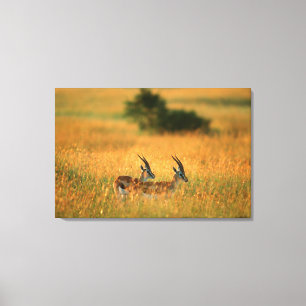 Thomson-Gazelle (Gazella Thomsonii) bei Tagesanbru Leinwanddruck