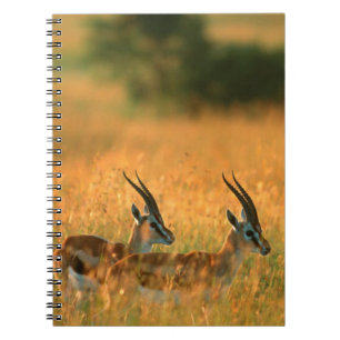 Thomson-Gazelle (Gazella Thomsonii) bei Tagesanbru Notizblock