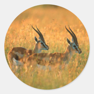 Thomson-Gazelle (Gazella Thomsonii) bei Tagesanbru Runder Aufkleber