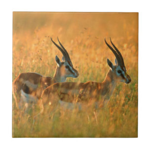 Thomson’s Gazelle (Gazella Thomsonii) At Dawn Fliese