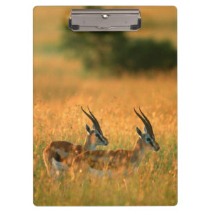 Thomson’s Gazelle (Gazella Thomsonii) At Dawn Klemmbrett