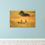 Thomson’s Gazelle (Gazella Thomsonii) At Dawn Leinwanddruck (Insitu (Holzboden))