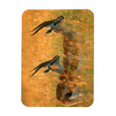 Thomson’s Gazelle (Gazella Thomsonii) At Dawn Magnet (Vertikal)