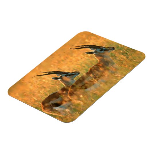 Thomson’s Gazelle (Gazella Thomsonii) At Dawn Magnet (Linke Seite)