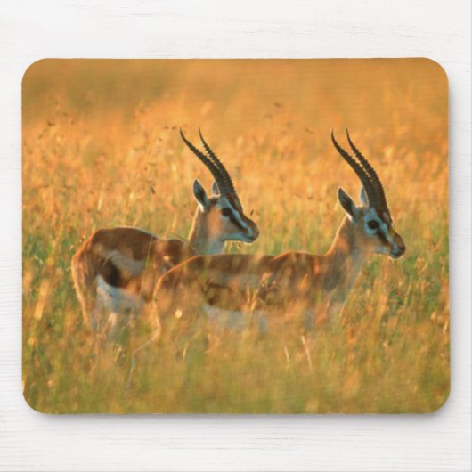 Thomson’s Gazelle (Gazella Thomsonii) At Dawn Mousepad (Vorne)