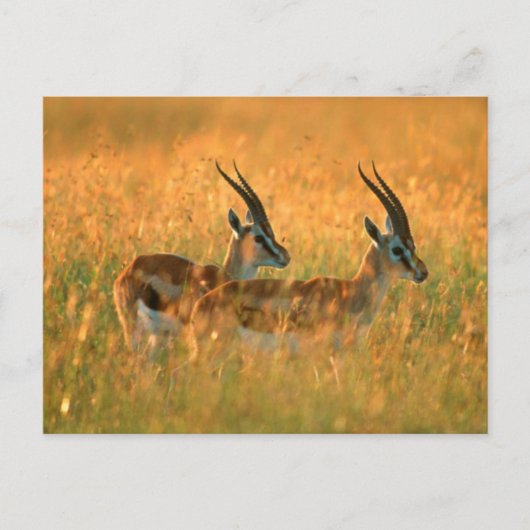Thomson’s Gazelle (Gazella Thomsonii) At Dawn Postkarte (Vorderseite)