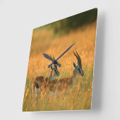 Thomson’s Gazelle (Gazella Thomsonii) At Dawn Quadratische Wanduhr (Winkel)