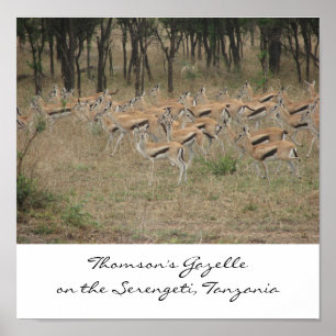 Thomsons Gazelle auf dem Serengeti, Ta… Poster