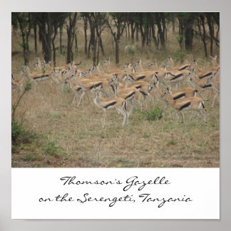 Thomson's Gazelle auf der Serengeti, Ta... Poster