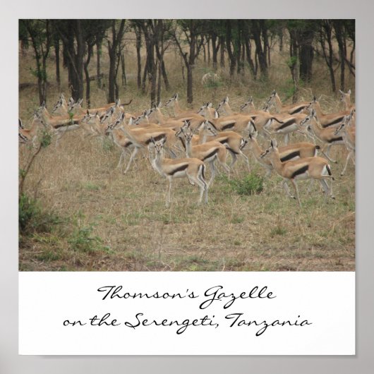 Thomson's Gazelle auf der Serengeti, Ta... Poster (Vorne)