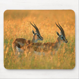 Thomsons Gazelle (Gazella Thomsonii) bei Tagesanbr Mousepad