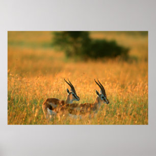 Thomsons Gazelle (Gazella Thomsonii) bei Tagesanbr Poster