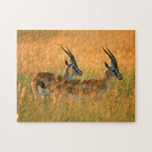 Thomsons Gazelle (Gazella Thomsonii) bei Tagesanbr Puzzle