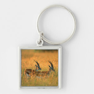 Thomsons Gazelle (Gazella Thomsonii) bei Tagesanbr Schlüsselanhänger