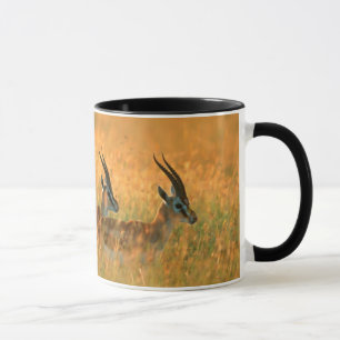 Thomsons Gazelle (Gazella Thomsonii) bei Tagesanbr Tasse