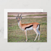 Thomson's Gazelle Postcard Postkarte (Vorne/Hinten)