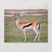 Thomson's Gazelle Postcard Postkarte (Vorderseite)