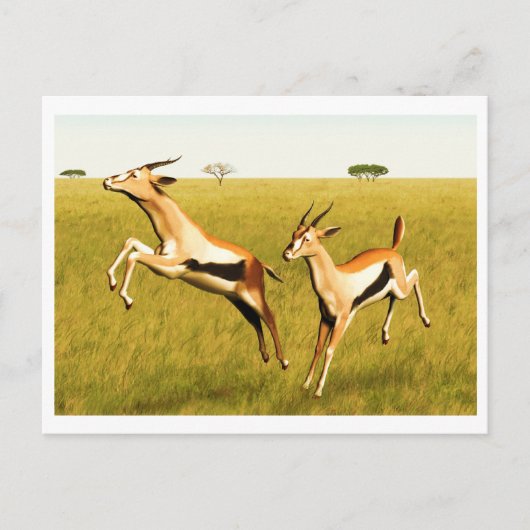 Thomson's Gazelle Postkarte (Vorderseite)