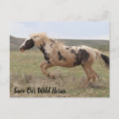 Thor McCullough Peaks Postcard Postkarte (Vorderseite)