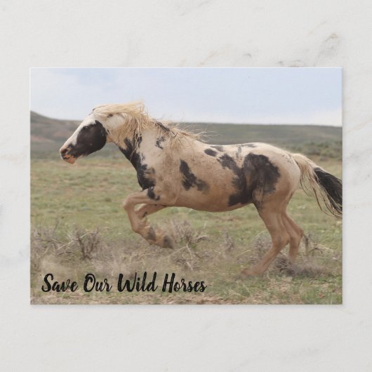 Thor McCullough Peaks Postcard Postkarte (Vorderseite)