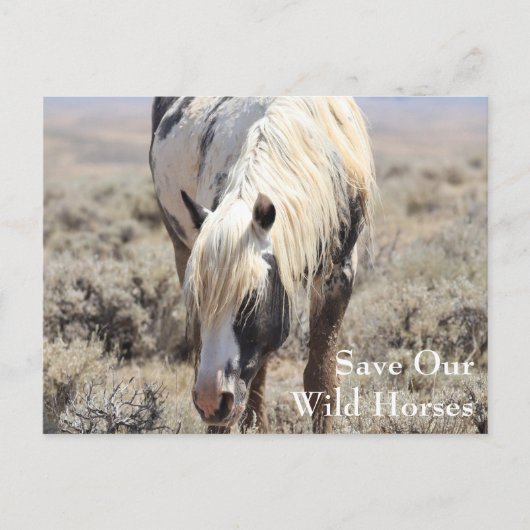 Thor McCullough Peaks Postcard Postkarte (Vorderseite)