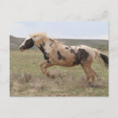 Thor McCullough Peaks Postkarte (Vorderseite)