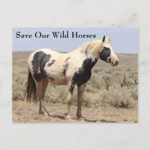 Thor McCullough Peaks Wild Horse Postcard Postkarte