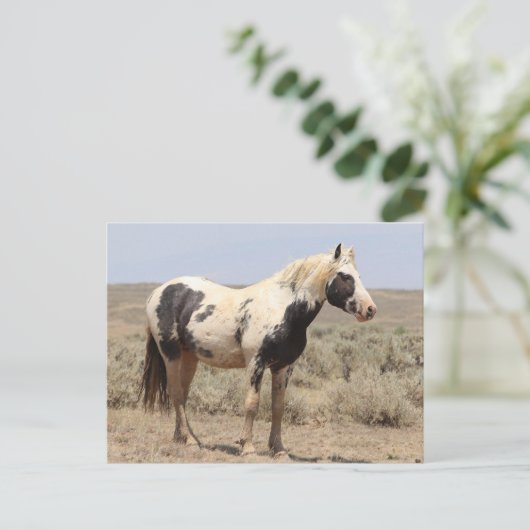 Thor McCullough Peaks Wild Horse Postkarte (Stehend Vorderseite)
