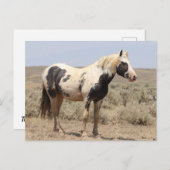 Thor McCullough Peaks Wild Horse Postkarte (Vorne/Hinten)