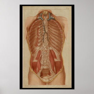 Thorax-Hohlraum Vintage-Druck der menschlichen Ana Poster