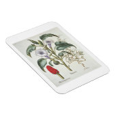 Thorn Apple von der 'Hortus Eystettensis' von Bas Magnet (Rechte Seite)