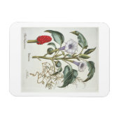 Thorn Apple von der 'Hortus Eystettensis' von Bas Magnet (Horizontal)