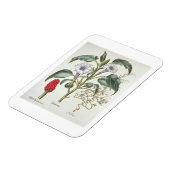 Thorn Apple von der 'Hortus Eystettensis' von Bas Magnet (Linke Seite)