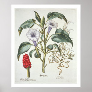 Thorn Apple von der 'Hortus Eystettensis' von Bas Poster