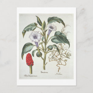 Thorn Apple von der 'Hortus Eystettensis' von Bas Postkarte