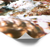 Thornback Cowfish Poster (Ecke)