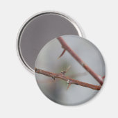 Thorns Magnet (Vorderseite/Rückseite)