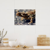 Thorny Devil Lizard Outback Australien, bis zu 24x Poster (Küche)