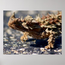 Thorny Devil Lizard Outback Australien, bis zu 24x
