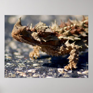 Thorny Devil Lizard Outback Australien, bis zu 24x Poster