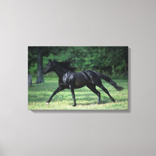Thoroughbred-Betrieb Leinwanddruck