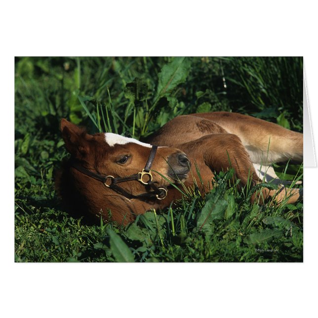 Thoroughbred Foal Lying Down (Vorderseite (Horizontal))