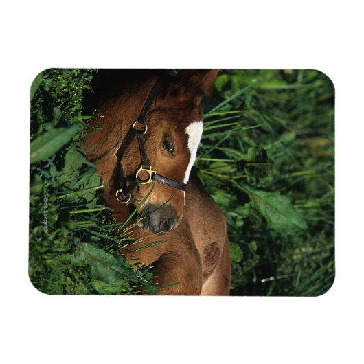 Thoroughbred Foal Lying Down Magnet (Horizontal)