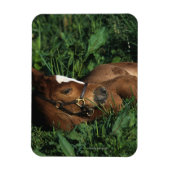 Thoroughbred Foal Lying Down Magnet (Vertikal)