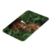Thoroughbred Foal Lying Down Magnet (Linke Seite)