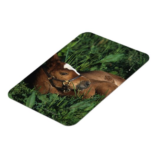 Thoroughbred Foal Lying Down Magnet (Linke Seite)