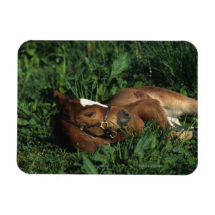 Thoroughbred Foal Lying Down Magnet