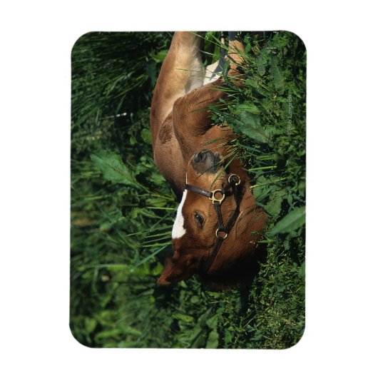 Thoroughbred Foal Lying Down Magnet (Vertikal)